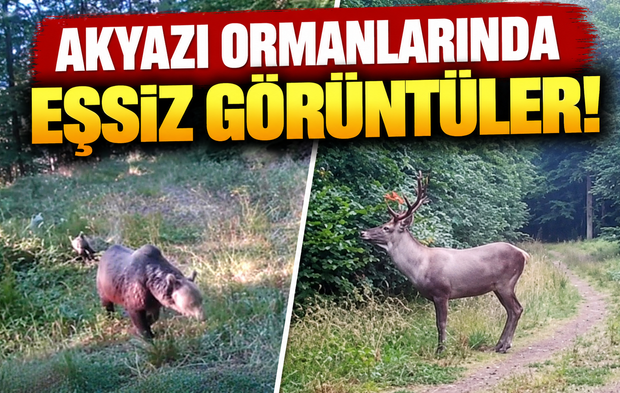 Akyazı ormanlarında eşsiz görüntüler! Ayı ailesi, geyik ve vaşak fotokapana yakalandı