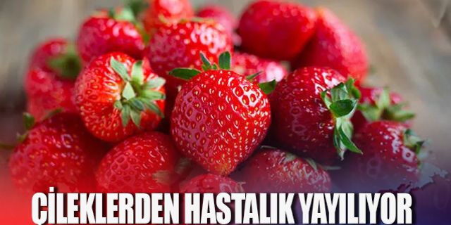 Çileklerden hastalık yayılıyor