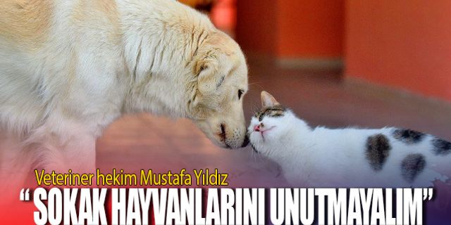 Veteriner hekim Mustafa Yıldız: " Sokak hayvanlarını unutmayalım"