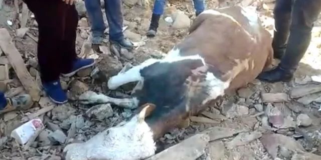 Mahsur kalan inek 300 saat sonra kurtarıldı