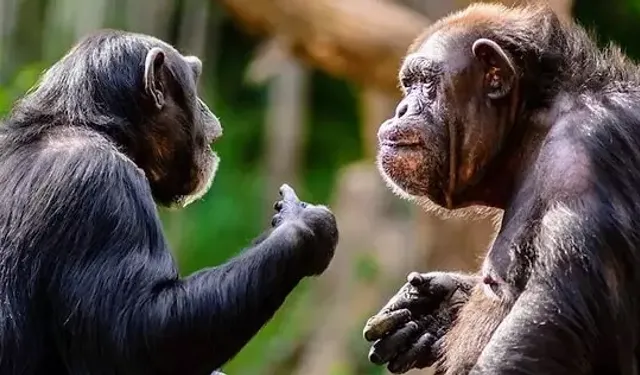 Bilim insanları, şempanzelerin insanlar gibi sohbet ettiğini belirledi