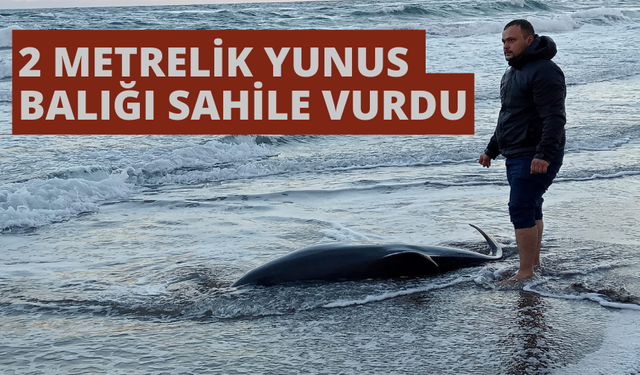 Sakarya'da 2 Metrelik Ölü Yunus Balığı Sahile Vurdu