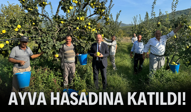 Başkan Yıldız ayva hasadına katıldı!