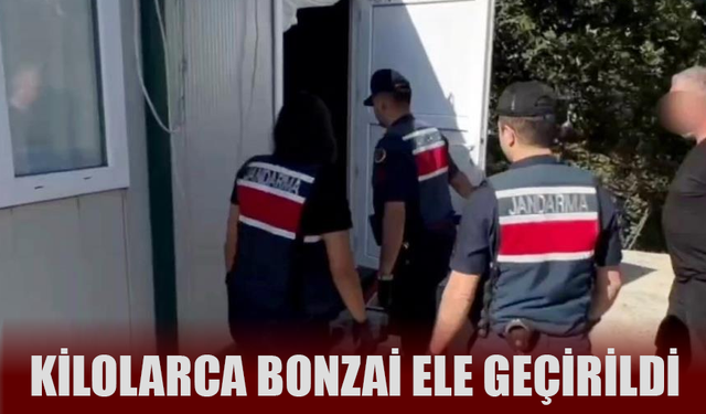 Kilolarca bonzai ele geçirildi