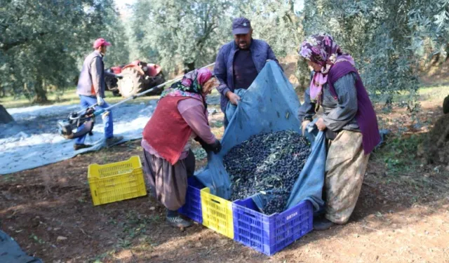 Zeytinin 1 kg maliyeti ne kadar?