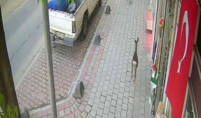 İlçe merkezine inen karaca  saniye saniye görüntülendi