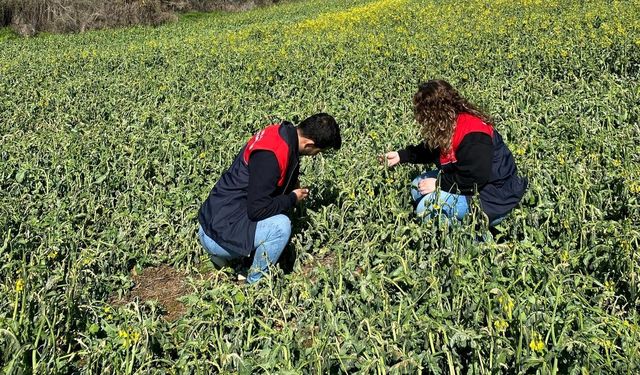 Trakya'da zirai dondan etkilenen tarım alanlarında hasar tespit çalışmaları başladı