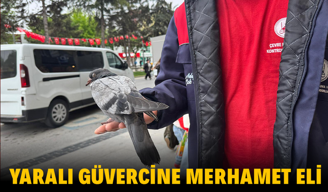 Yaralı Güvercine Merhamet Eli