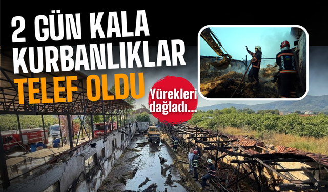 Yürekleri dağlayan yangın: Kurbanlıklar telef oldu