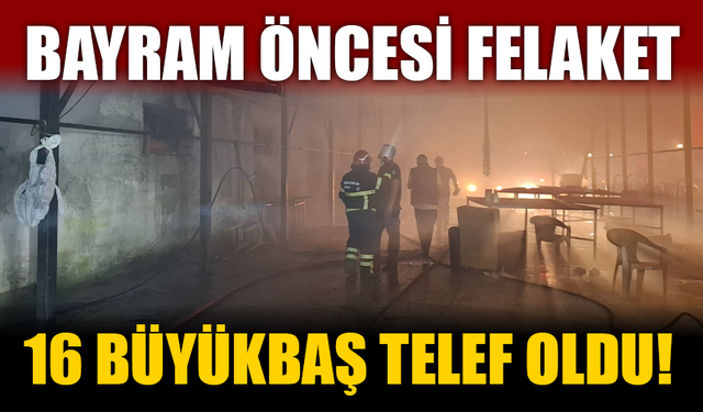 Bayram öncesi felaket: 16 büyükbaş telef oldu