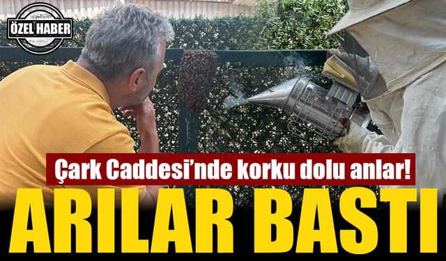 Çark Caddesi’nde Arı Paniği: Öğrenciler ve Esnaf Korku Dolu Anlar Yaşadı