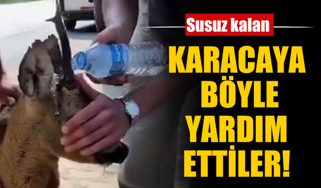 Doğada Bitkin Düşen Karacaya Yardım Eli