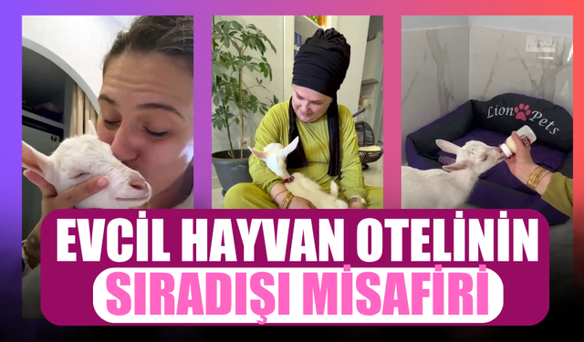 Sakarya'da biberonla beslenen keçi yavrusu ilgi odağı
