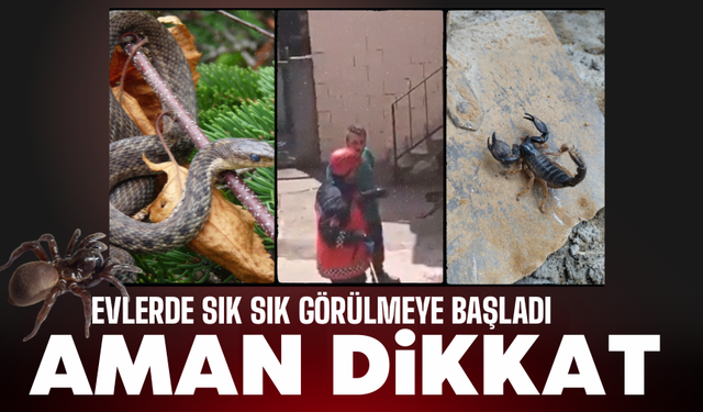 Aman Dikkat! Evlerde sık sık görülmeye başladı