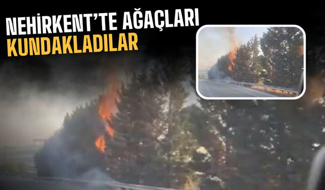 Nehirkent’te Ağaç Katliamı: Kimliği Belirsiz Kişiler Ağaçları Kundakladı!