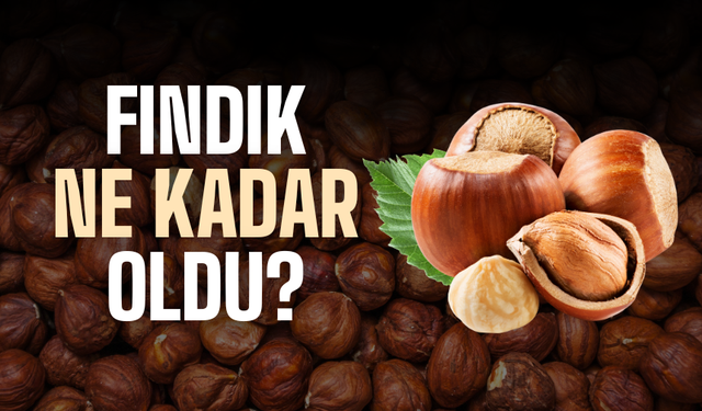 14 Şubat 2026 Sakarya Fındık Fiyatları | Fındık Bugün Kaç TL?