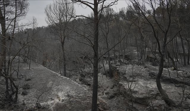 Portekiz ve İspanya Orman Yangınlarıyla Mücadele Ediyor: Binlerce Personel Seferber Edildi