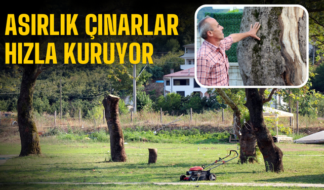 Asırlık Çınarlar Hızla Kuruyor