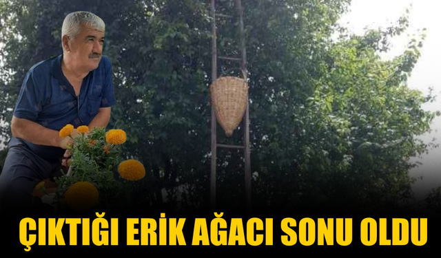 Çıktığı erik ağacı sonu oldu