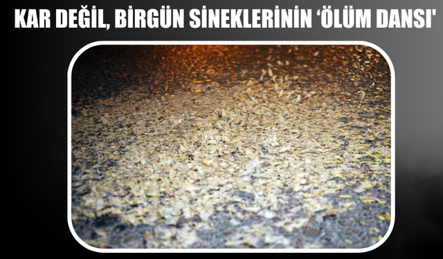 Sakarya Nehri’nin ‘Birgün’ Sinekleri Bu Kez Akyazı’da Görüldü