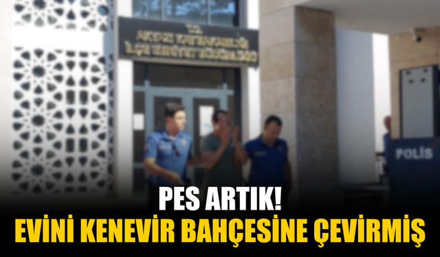 Evini kenevir bahçesine çevirmiş! Tutuklandı