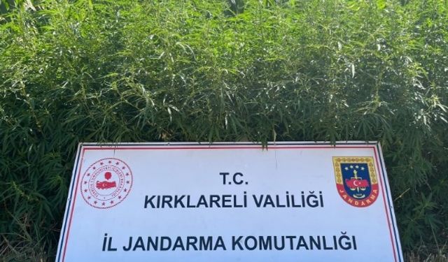 Operasyonda 754 Bin Kök Hint Keneviri Ele Geçirildi
