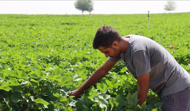 Şanlıurfa’da Kavurucu Sıcaklar Pamuğa Yaradı
