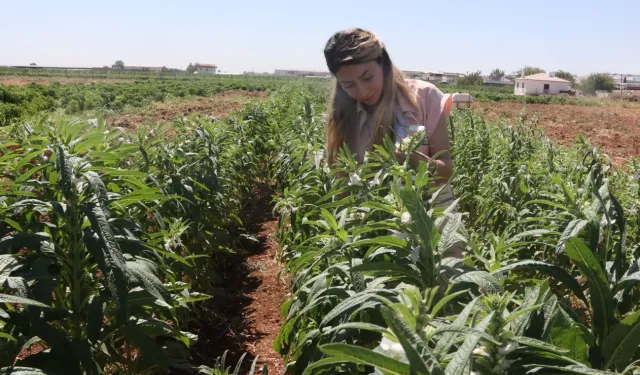 Urfa Susamı Yeniden Toprakla Buluşuyor