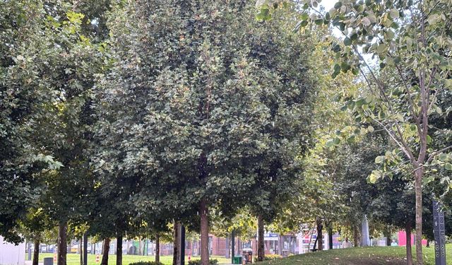 Adapazarı’nda Aniden Bastıran Sağanak Yağış Hayatı Olumsuz Etkiledi
