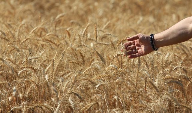 Dünya Tahıl Üretimi 2025/26 Sezonunda Rekor Artışla 2,4 Milyar Tonu Aşacak