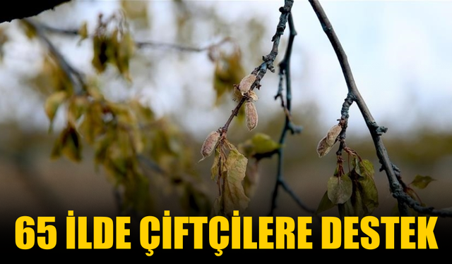 Zirai Dondan Etkilenen Çiftçilere Destek Ödemesi Yapılacak