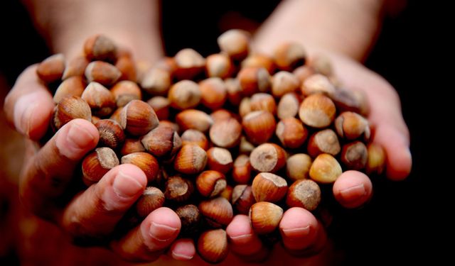 Düzce'de 15 bin 288 ton ihraç edildi