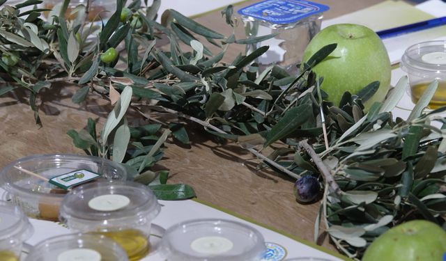 Edremit Zeytinyağı Tadım Festivali etkinliklerle devam ediyor