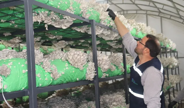 2,5 tonluk istiridye mantarı hasadı yapıldı