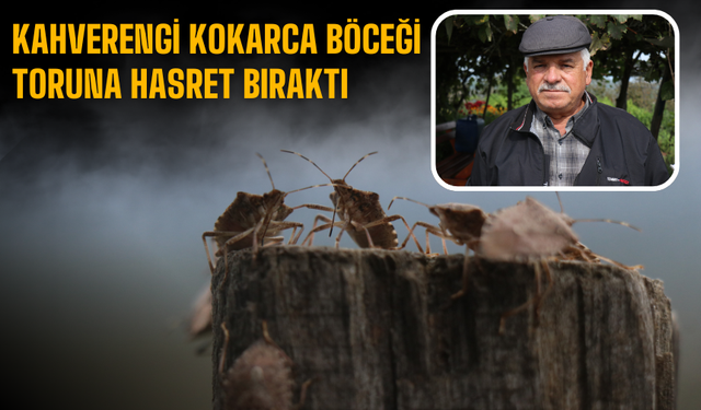Kahverengi kokarca böceği toruna hasret bıraktı!