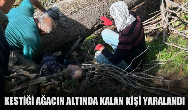 Kestiği ağacın altında kalan kişi yaralandı