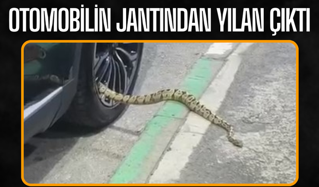 Otomobilin jantından yılan çıktı