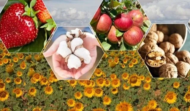 TÜİK 2025 Bitkisel Üretim Tahminlerini Açıkladı: Üretimde Genel Azalış Bekleniyor