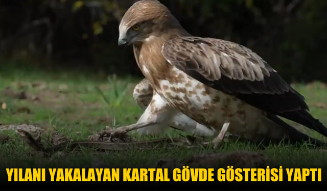Yılanı yakalayan kartal gövde gösterisi yaptı