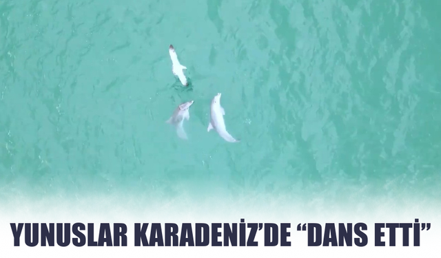 Yunuslar Karadeniz’de “Dans Etti”