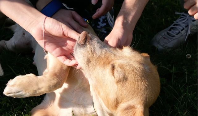 Sakarya’da “Pati İzi” 500’üncü Sahiplendirmeyi Gerçekleştirdi