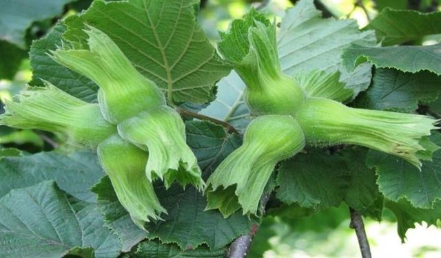 Düzce’den AB Ülkelerine Yılın İlk Yarısında 15 Bin 760 Ton Fındık İhracatı