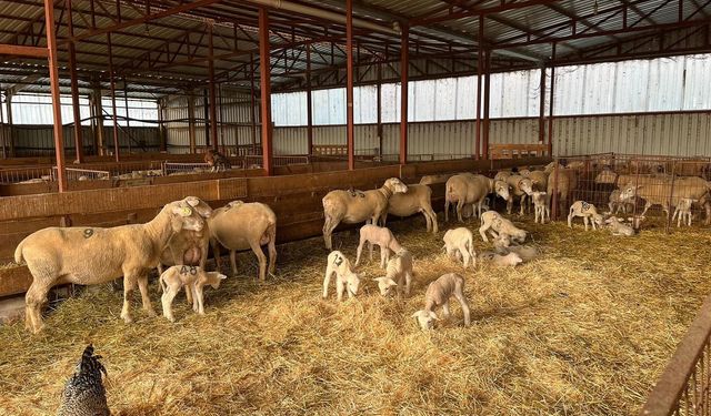 Yüzde 100 hibe desteğiyle hayvancılık projesi