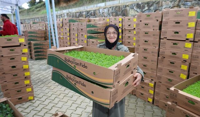 Çiftçilere 500 bin sebze fidesi dağıtıldı