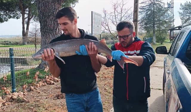 Meriç Nehri'nde yakalanan mersin balığı koruma altına alındı