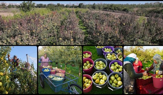 Meyve bahçeleri çiftçilere alternatif gelir kaynağı oluyor