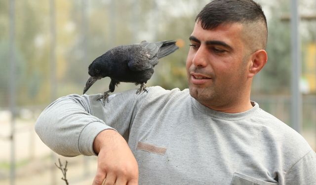Sakarya'daki tabiat parkında iyileşen karga, insanlara yakınlığıyla dikkati çekiyor