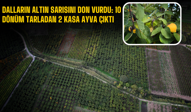 Sakarya’da Coğrafi İşaretli Geyve Ayvası Zirai Don Kurbanı Oldu