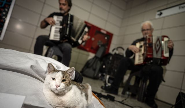 Sirkeci'de sokak sanatçılarına eşlik eden kedi yürekleri ısıtıyor