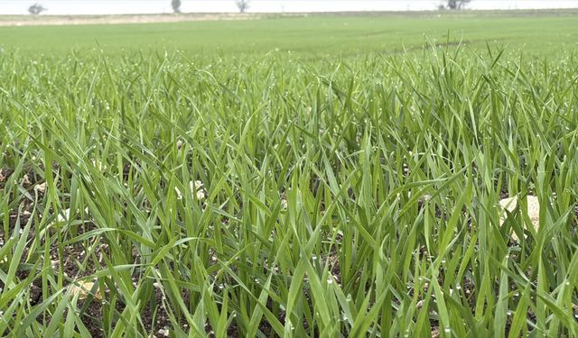 Trakya'da çiftçilerin buğday ekim mesaisi sürüyor
